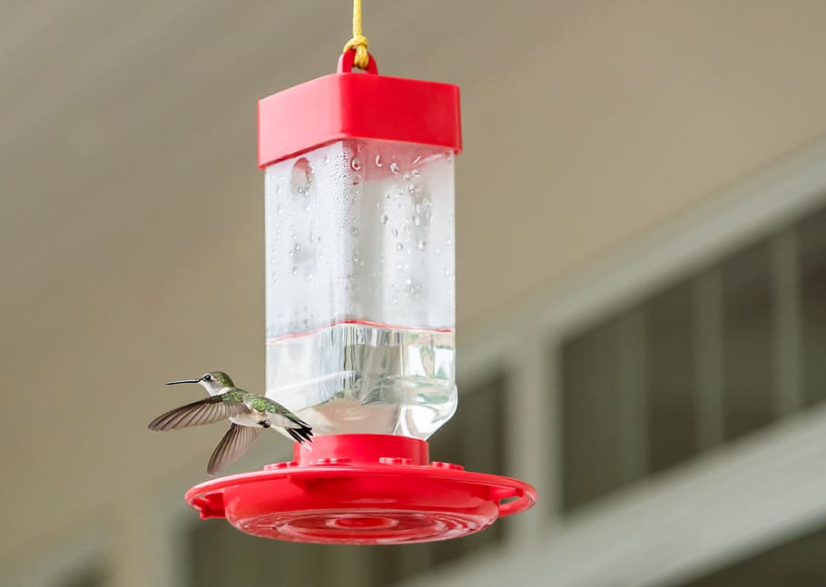 Hummingbird, Feeder, Fly, Wild, flying, small, wildlife, nature HD wallpaper