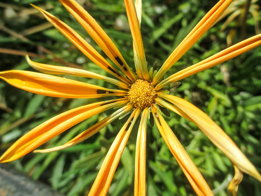 flower, nature, spring, macro, natural, botanical, fresh, colorful HD wallpaper