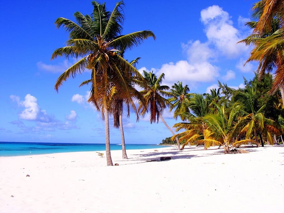 green leafed trees, palm, beach, dominika, sea, tropical climate HD wallpaper