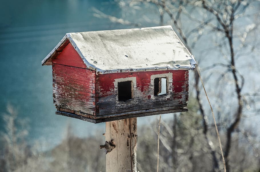 red and gray wooden birdhouse, feeder, tree, food, winter, wildlife HD wallpaper