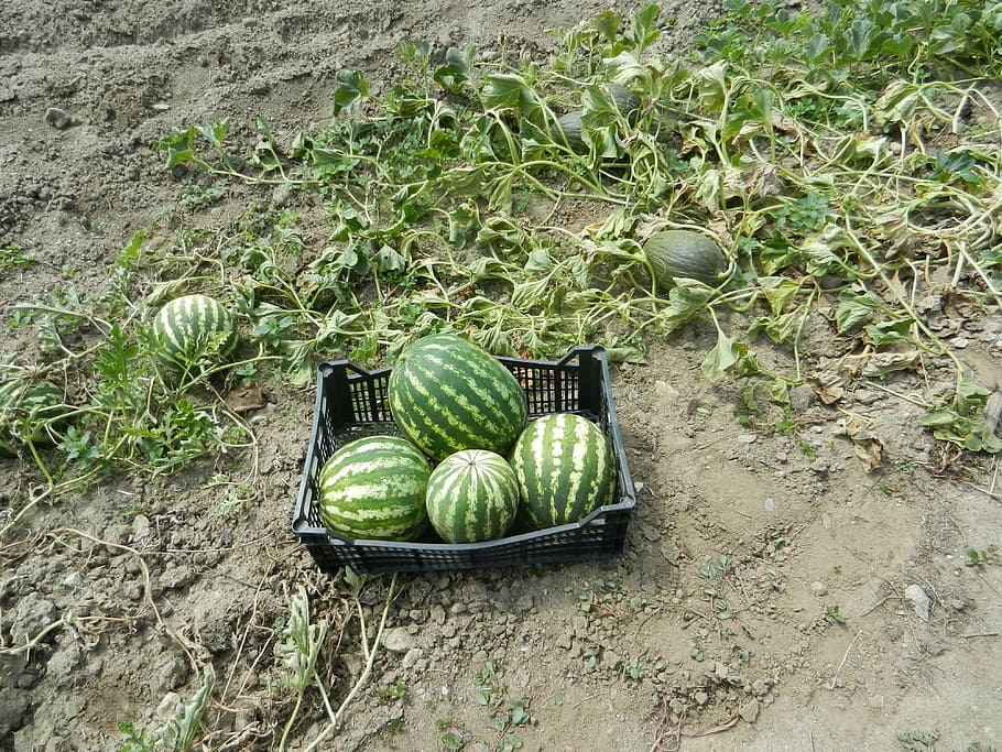 watermelons, orchard, fruit, green color, land, day, no people HD wallpaper