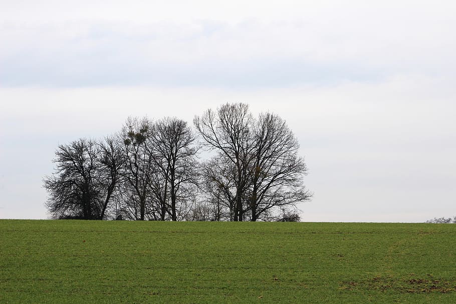 nature, trees, landscape, cohesion, meadow, plant, sky, grass HD wallpaper