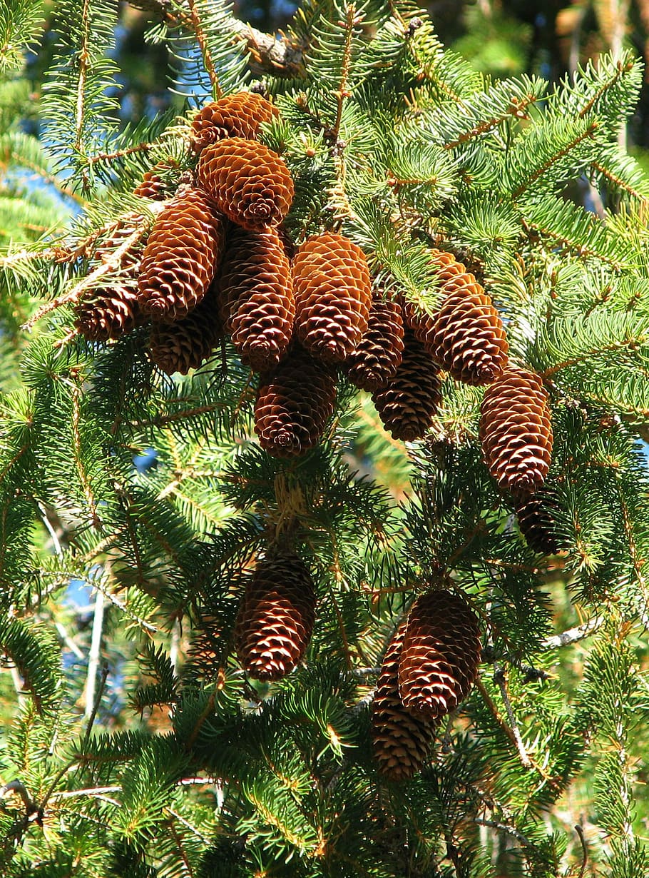 Hd Wallpaper: Norway Spruce, Picea Abies, Cones, Moneymore, Ontario 