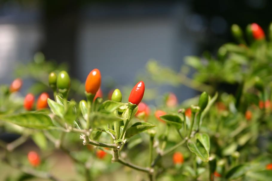 red, pepper, plant, hot, food, cooking, fresh, organic, vegetable HD wallpaper
