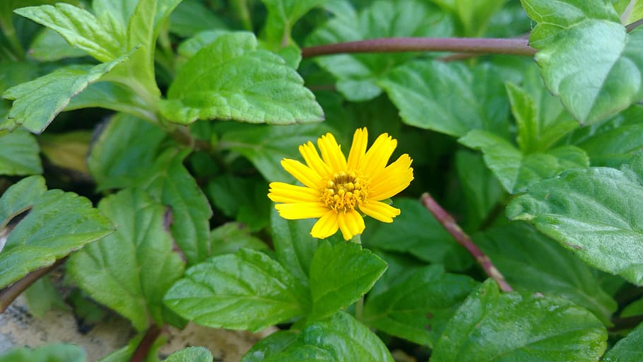 sunflower, leaf, yellow, green, plant part, flowering plant HD wallpaper