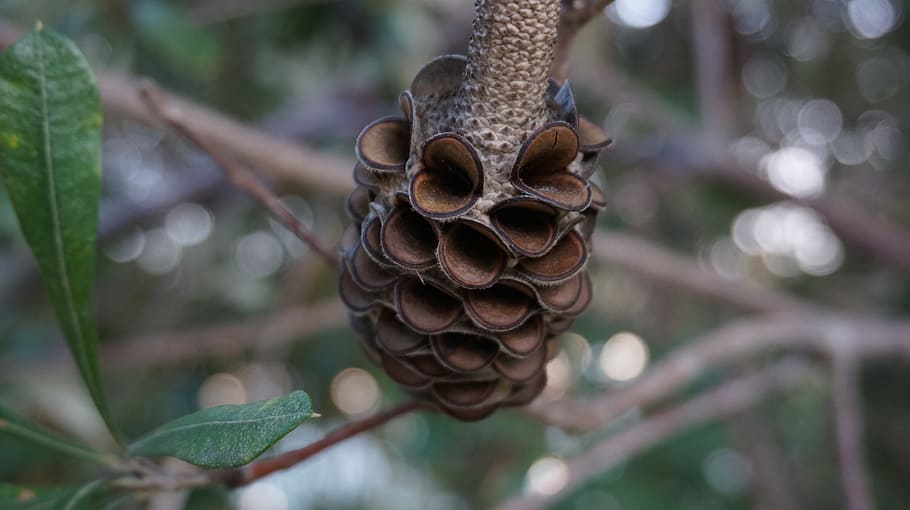 pine cone, nature, tree, focus on foreground, plant, close-up HD wallpaper
