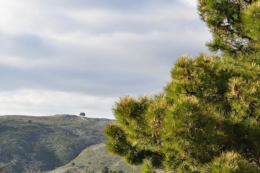 mountains, landscape, tree, view, top view, nature, spain, plant HD wallpaper