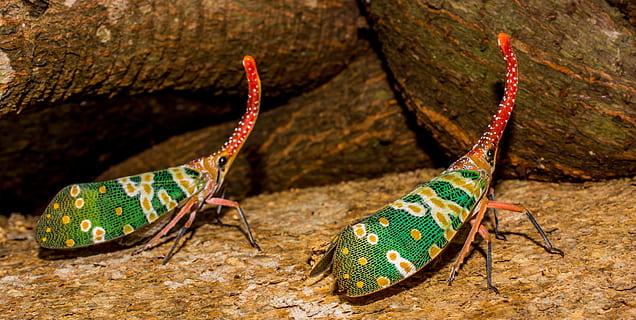 Canthigaster Cicada, Fulgoromorpha, insect, proboscis, long HD wallpaper