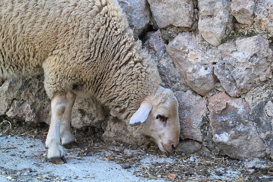 sheep, wool, animal, head, fur, animals, nature, steinig, karg HD wallpaper