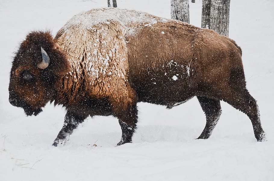 animal on snow ground, black and white, white Bison, winter HD wallpaper