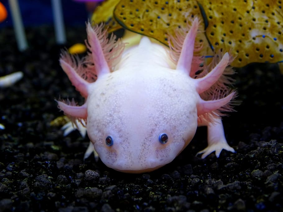 underwater, world, pestresistant, animal themes, one animal HD wallpaper