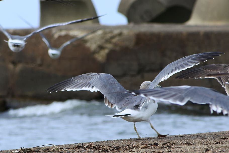 animal, sea, beach, wave, breakwater, sea gull, seagull, seabird HD wallpaper
