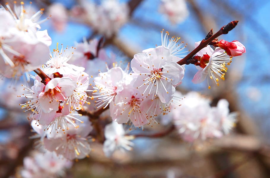 selective focus photography of white petaled flowers, plum HD wallpaper