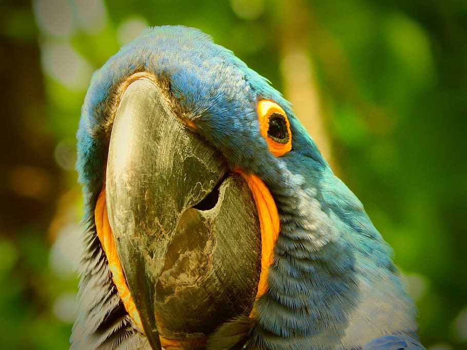 close-up photography of blue and gray parrot, bird, feather HD wallpaper