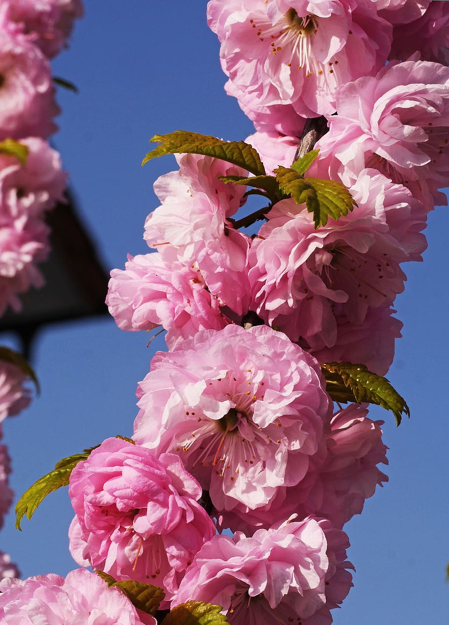 almond blossom, spring, easter, nature, flowers, flowering twig HD wallpaper