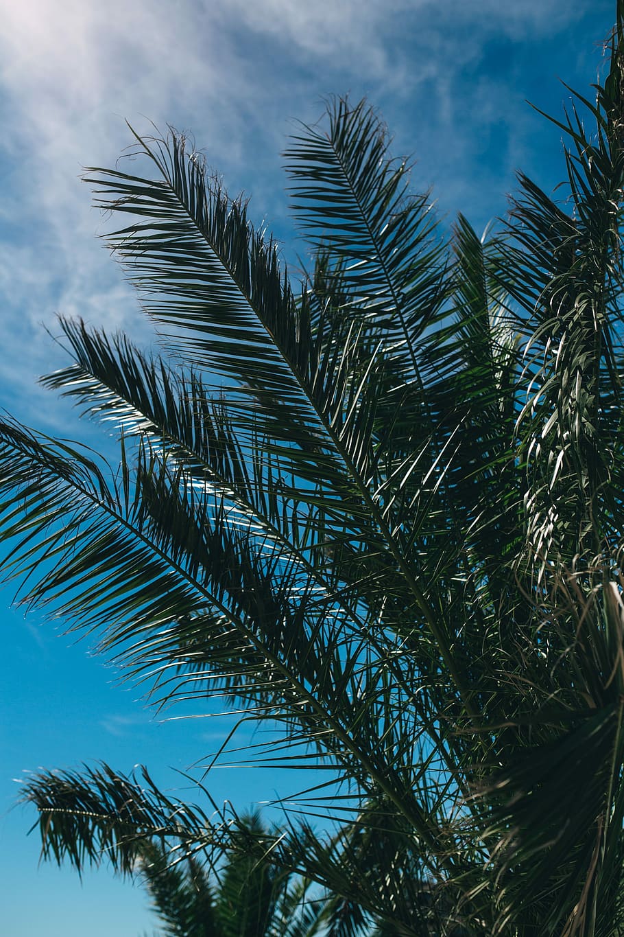 Green palm tree, summer, nature, sky, leaf, leaves, outdoors HD wallpaper