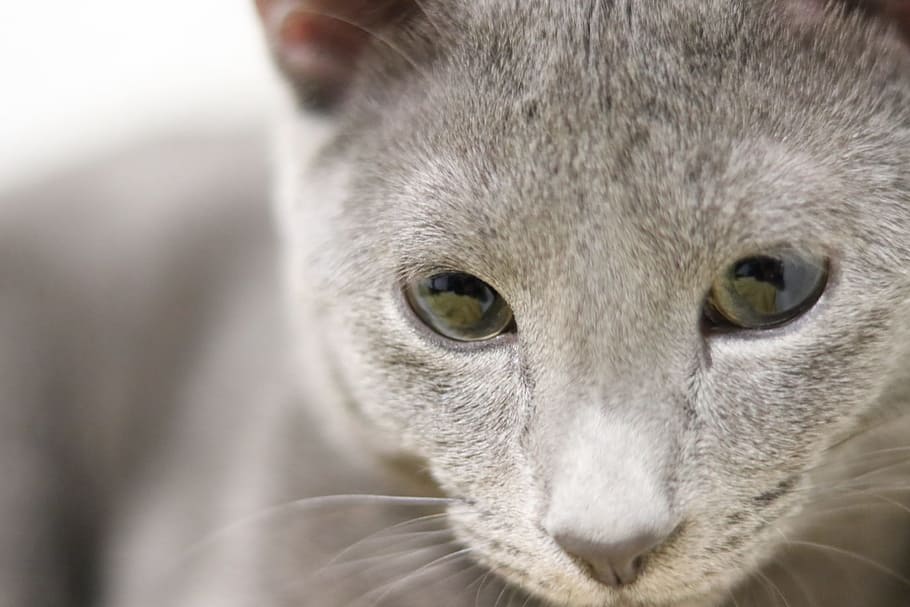 Cat, Russian Blue, Kitty, Kitten, Soft, gray, sleepy, pets HD wallpaper