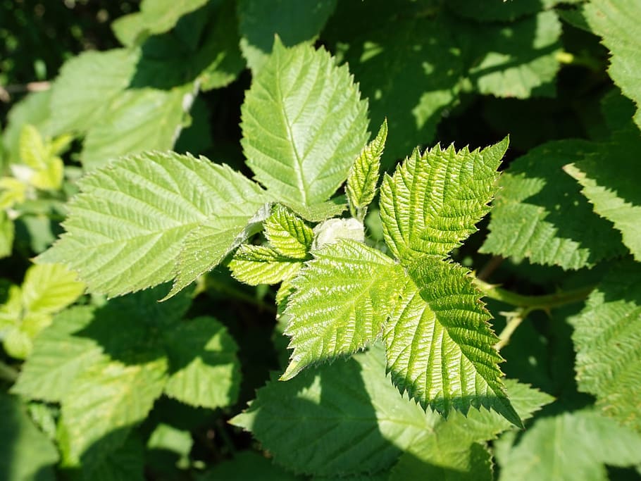 spring, blackberries, leaves, leaf, plant part, green color HD wallpaper