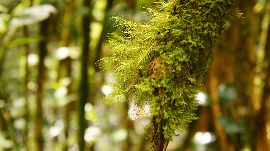nature, leaf, flora, tree, wood, plant, growth, beauty in nature HD wallpaper