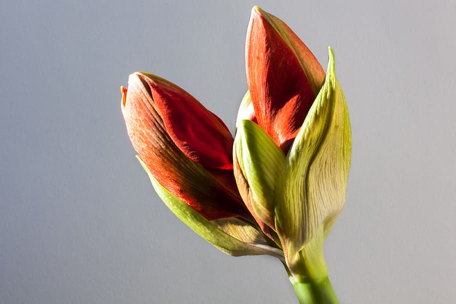 Amaryllis, Red, Bud, Flower, Plant, botany, close, inflorescence HD wallpaper