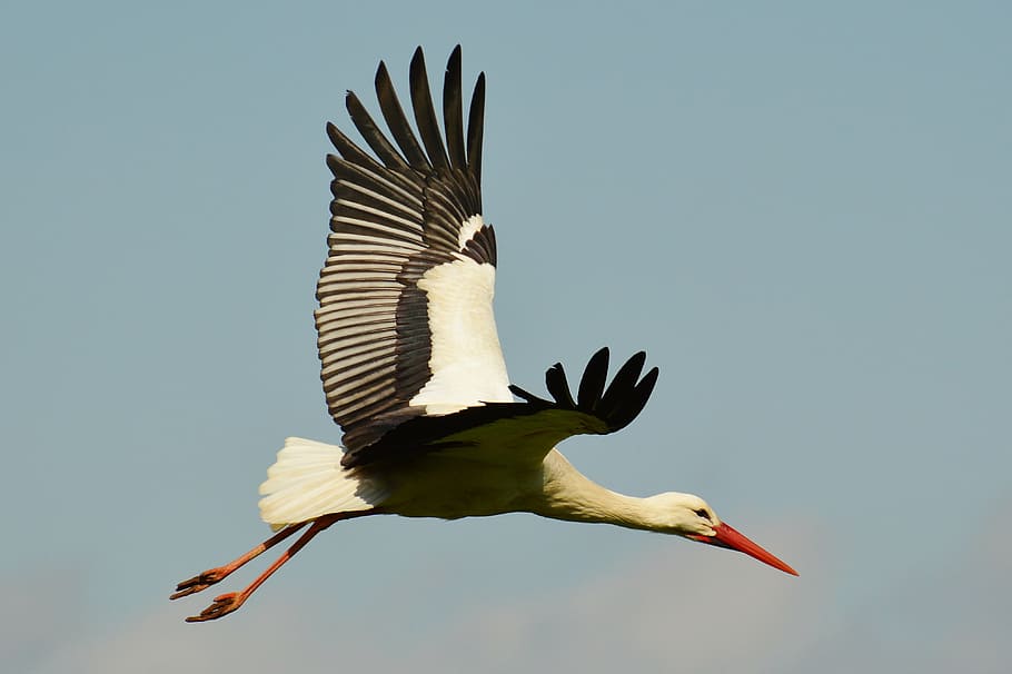 white stork flying during daytime, elegant, feather, bird, plumage HD wallpaper