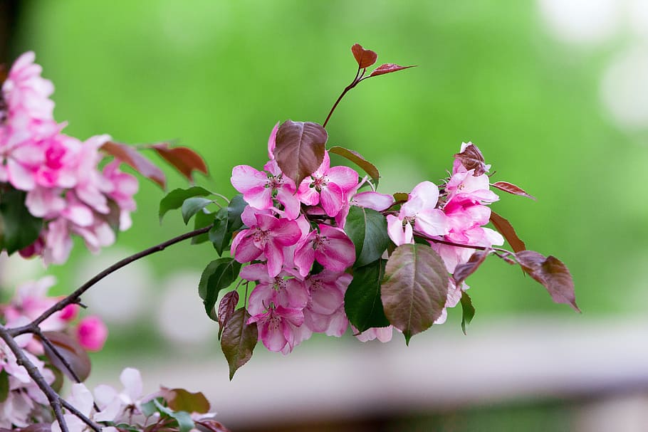 apple tree, branch, flowers, blooming, living nature, spring HD wallpaper