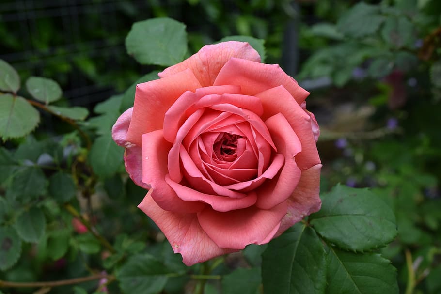 flower, pink, spring, nature, blossom, rose - Flower, petal HD wallpaper