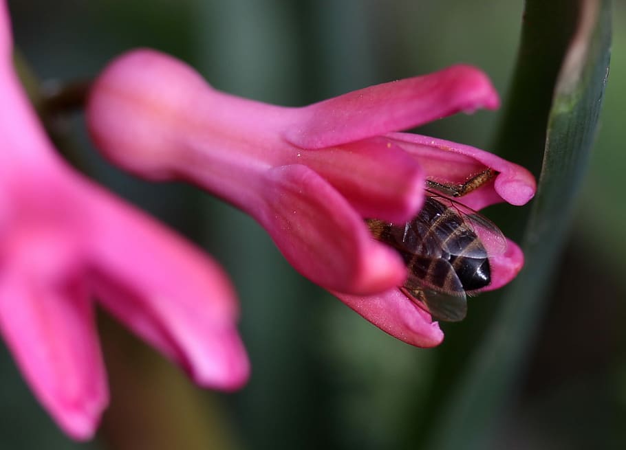 hyacinth, bee, pollination, pink, flower, insecta, petals, spring HD wallpaper