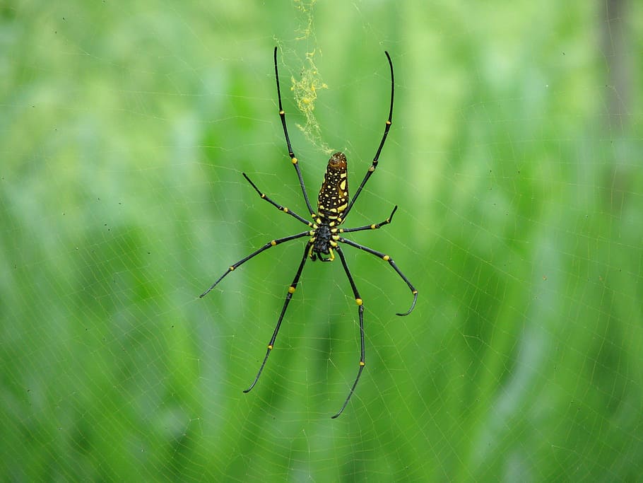 Spider, Animal, Network, Cobweb, Grass, one animal, animal themes HD wallpaper