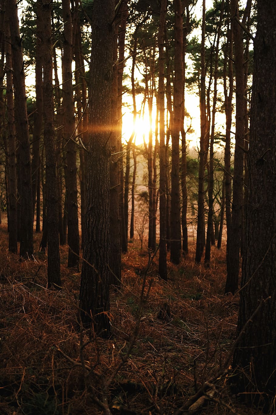 Golden Hour, trees under sunset, sunlight, sunrise, forest, land HD wallpaper
