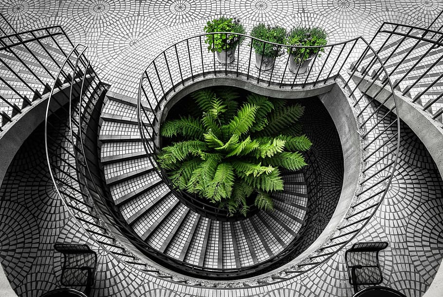 green leaf plant beside stair, artistic conception, black and white
