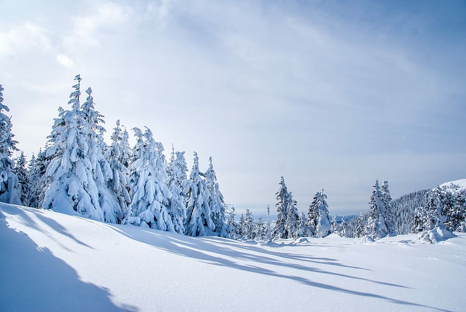 snowfield, snow covered trees under blue sky, clouds, horizon HD wallpaper