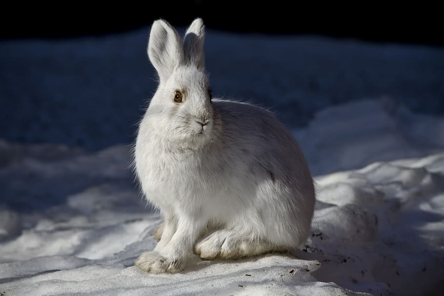 white rabbit on snowy surface macro photography, snowshoe hare, HD wallpaper