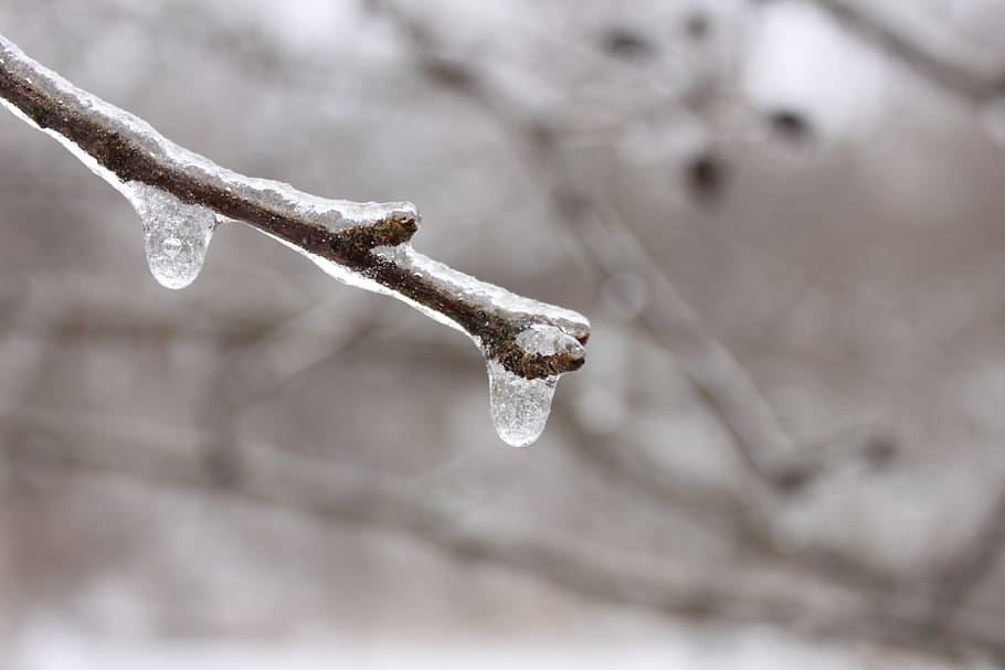 branch, ice, icicles, winter, cold, cold temperature, snow HD wallpaper