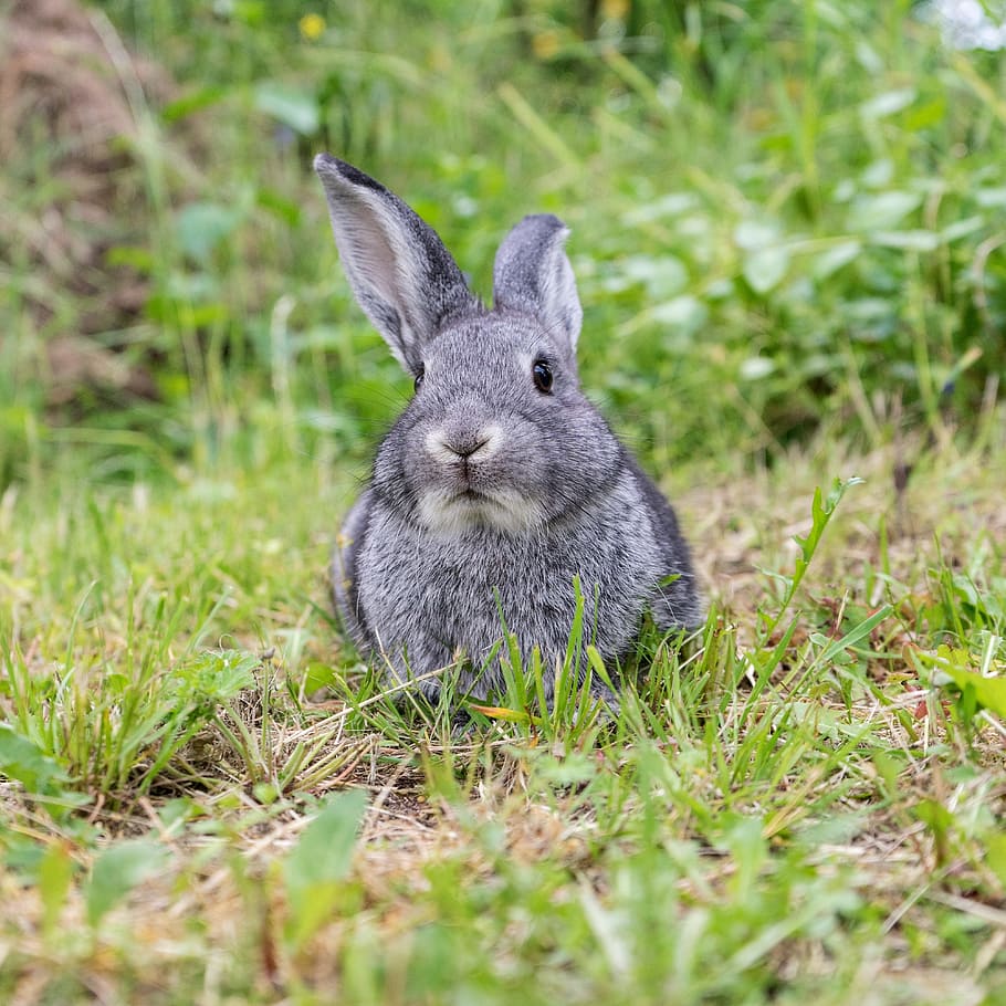 close-up photo of gray rabbit, animal, pet, cute, long eared, HD wallpaper