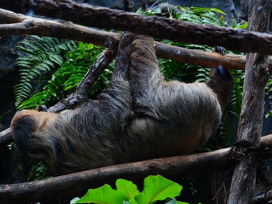sloth, climb, shimmy, depend, two-toed sloth, choloepus, actual two-toed sloth, HD wallpaper