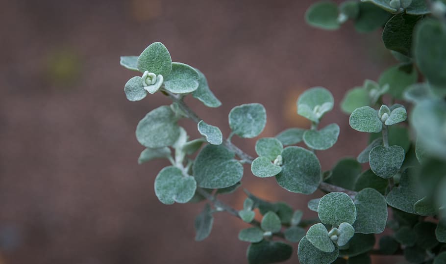 sheet, plant, nature, background, garden, growth, leaf, plant part HD wallpaper