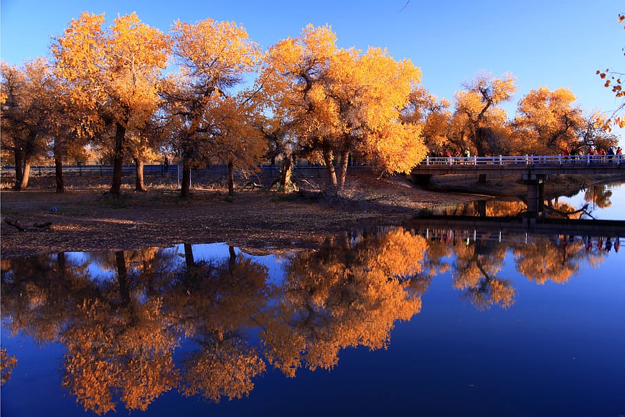in xinjiang, reflection, tree, nature, waters, autumn, plant HD wallpaper