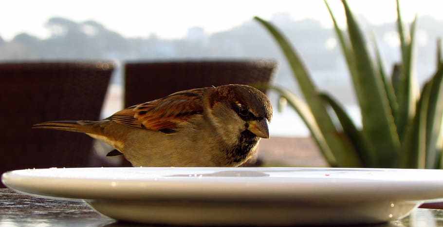 bird, dish, beach, restaurant, animal, costa, animal themes HD wallpaper