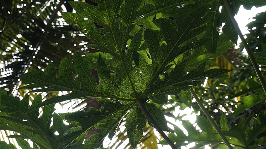 plant, papaya, leaf, plant part, green color, tree, growth HD wallpaper