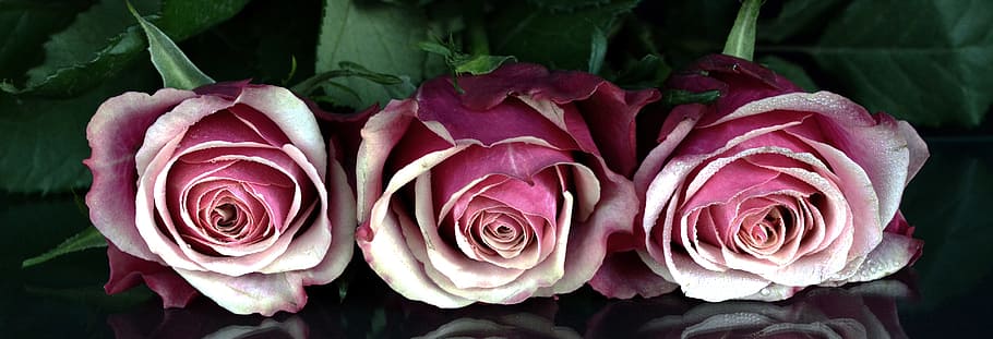 three white-and-pink roses, flowers, rose flower, romantic, love, HD wallpaper