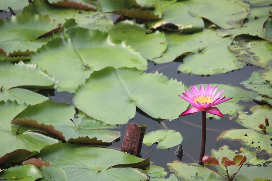 river, lotus, red lotus, flower, leaf, plant part, flowering plant HD wallpaper