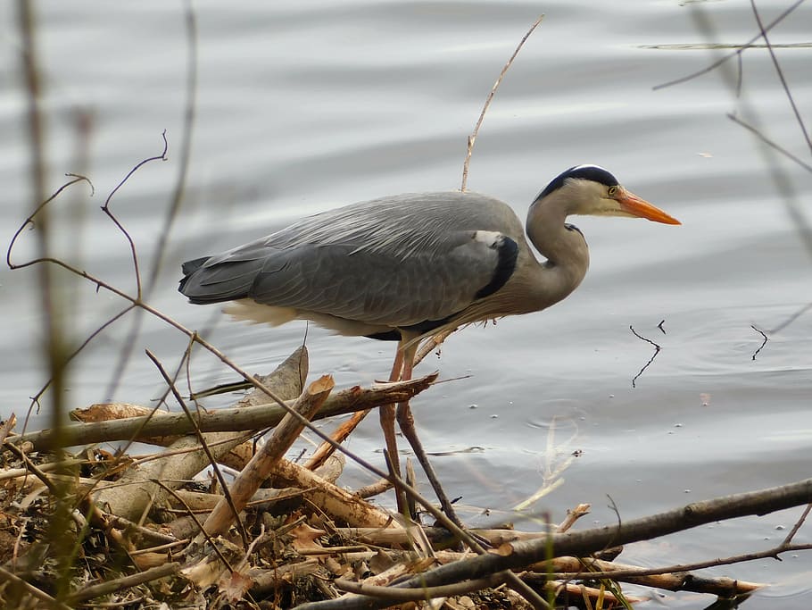 heron, usingen, taunus, hesse, animal wildlife, animals in the wild HD wallpaper
