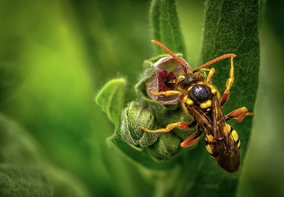 yellow and black wasp perching on unbloom flower at daytime HD wallpaper