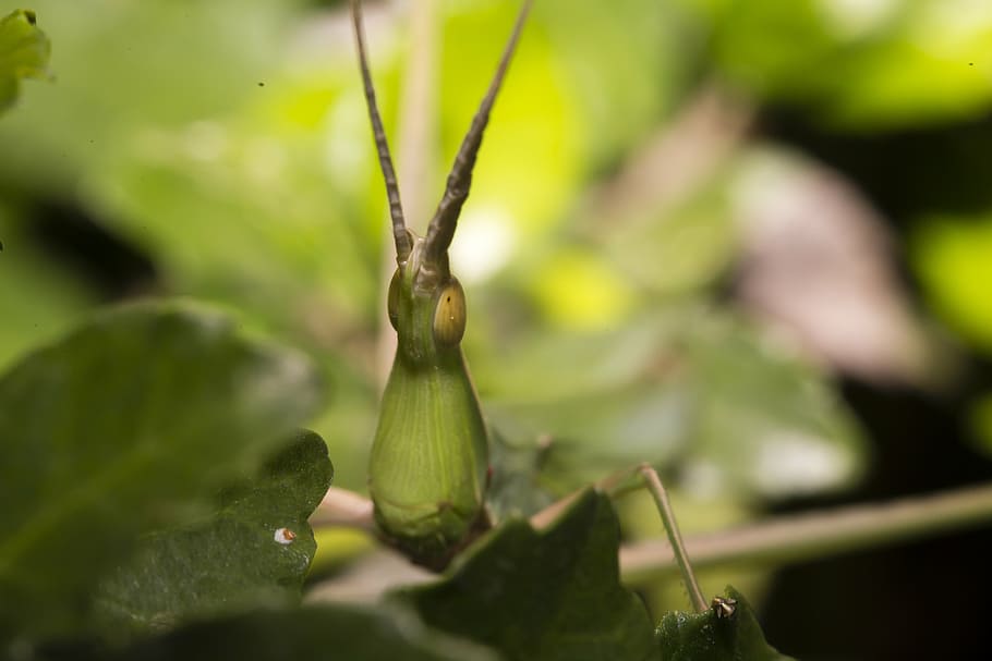locusts, green, nice, neck, natural, animal, asia, light, vietnam HD wallpaper