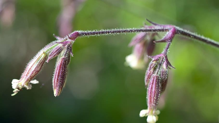 flower, nature, plants, beauty in nature, growth, flowering plant HD wallpaper