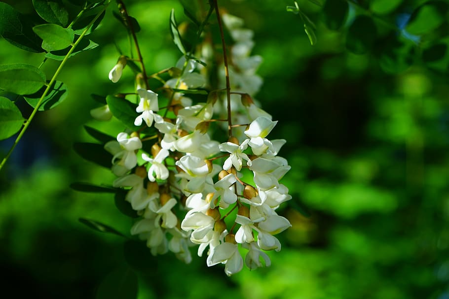 white petaled flowers, inflorescence, common maple, robinia HD wallpaper