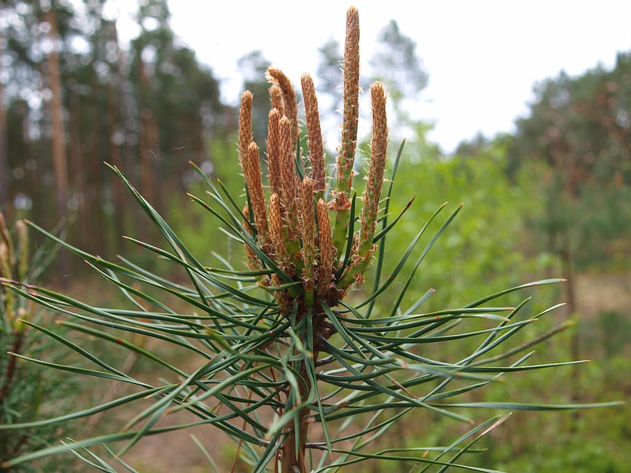 pine, shoots, spring, plant, growth, beauty in nature, focus on foreground HD wallpaper