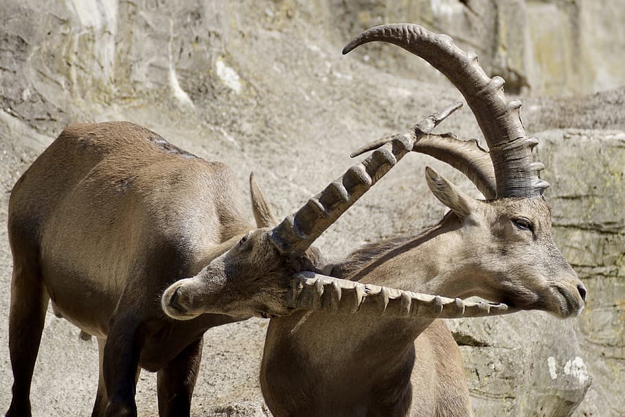 two brown rams near rocks at daytime, Ibex, Male, Horned, Mammal, HD wallpaper
