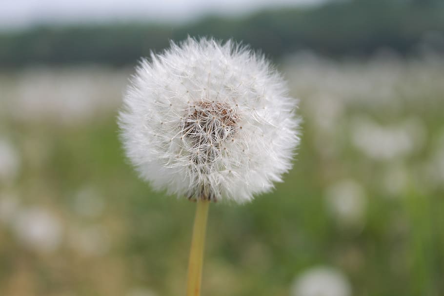 dandelion, bloom, garden, spring, fluff, flower, nice, fluffy HD wallpaper